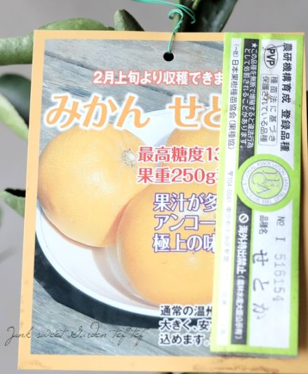 果樹】みかん『せとか』激甘！ミカンの大トロ！ | 花苗 | | Junk sweet