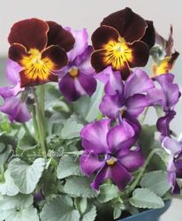 花苗,パンジー・ビオラ | Junk sweet Garden tef*tef*