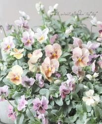 ���ڹ�߷���󥪥ꥸ�ʥ�� �ӥ��顡�إȥ磻�饤�ȡ� ��A��