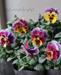 ����臘�������ꥸ�ʥ�ӥ��顡�إ쥤��ܡ���������USA�� ���Ѥ��餭��