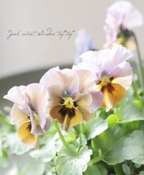 ����LUXURY SELECTION��tef*tef*���ꥸ�ʥ� �ӥ��� �Ѥ��餭��L��