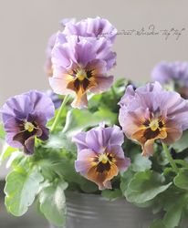 ����LUXURY SELECTION��tef*tef*���ꥸ�ʥ� �ӥ��� �Ѥ��餭��M��