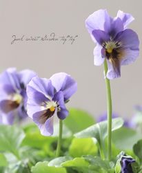 ����LUXURY SELECTION��tef*tef*���ꥸ�ʥ� �ӥ��� �Ѥ��餭��O��