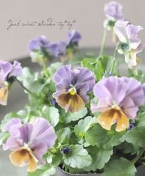 ����LUXURY SELECTION��tef*tef*���ꥸ�ʥ� �ӥ��� �Ѥ��餭��P��