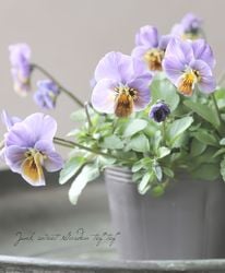 ����LUXURY SELECTION��tef*tef*���ꥸ�ʥ� �ӥ��� �Ѥ��餭��R��