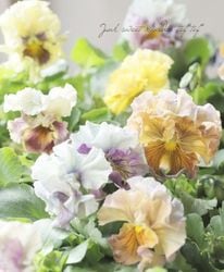 ���ߤ�ȥѥ󥸡����إե�������ơ�����