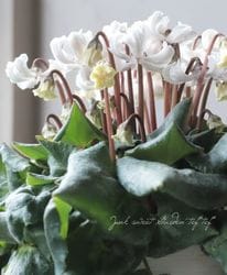 Flower Species,シクラメン | Junk sweet Garden tef*tef*