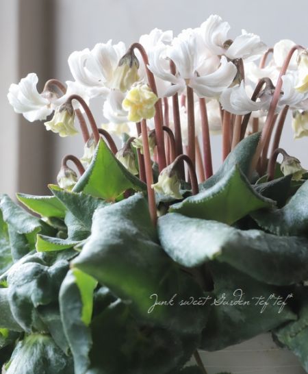 シクラメン 『天使のはね』 2025.No.A | すべての商品 | | Junk sweet