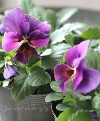 ���ӥ��顦��⤫���꡼�����ؤ֤ɤ��� ���Ѥ��餭��