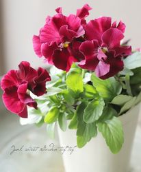 ���ե��餭�ѥ󥸡� �إ�����֥ꥨ�� �ڥ磻��� �����¥��ꥸ�ʥ�