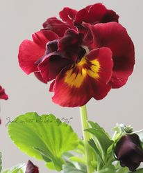 ���ޥĥХ�ե��ե����व��ѥ󥸡������饤�� �إ��ƥ���󥰡١��Ѥ��餭��