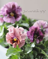 �������व��Υӥ��顡�إѥ��ƥ�ե��١��ڥԥ󥯥ѡ��ץ��