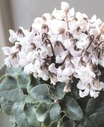 �������󡡡�ŷ�ȤΤϤ͡١�2025.No.B