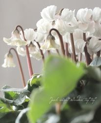 �������󡡡�ŷ�ȤΤϤ͡١�2025.No.C