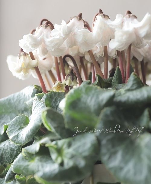 シクラメン 『天使のはね』 2025.No.E | すべての商品 | | Junk sweet