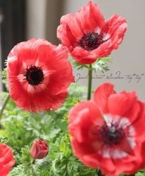 ���ͥ�͡��ݥ�ȡ��إ�������åȡ١�