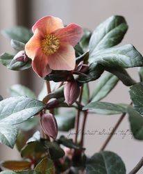 Flower Species,クリスマスローズ | Junk sweet Garden tef*tef*