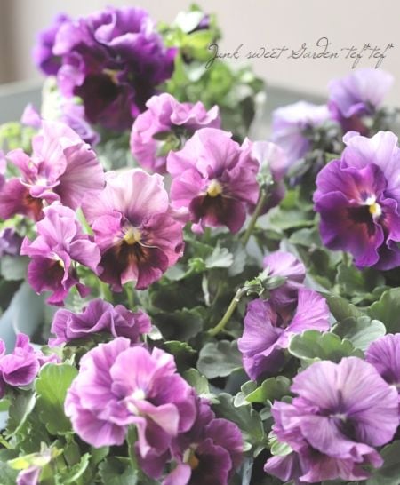 ○フリル咲きビオラ 『アイクルール』【ワイン】 花日和×桐生ふぁ～む