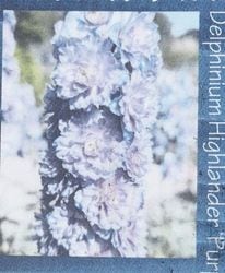 �ǥ�ե��˥��ࡦ�ϥ����������꡼�����إѡ��ץ륵�ץ饤����