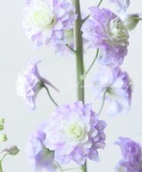 �ǥ�ե��˥��ࡦ�ϥ����������꡼�����إߥ��ƥ꡼���󥻡�������
