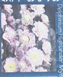 Flower Species,デルフィニウム | Junk sweet Garden tef*tef*