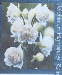 デルフィニウム imgrc0092560853.jpg