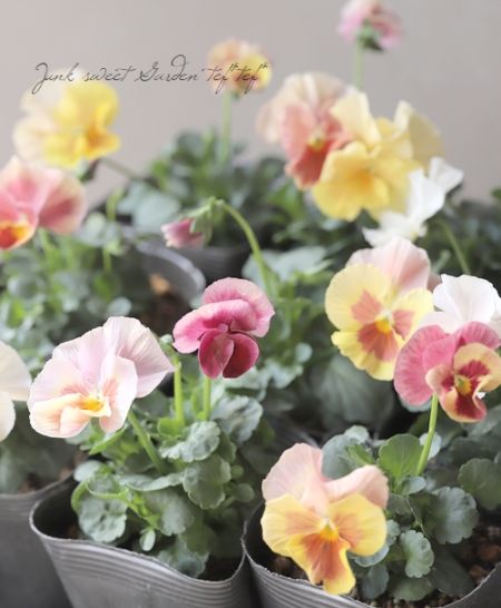 ☆育種うえたオリジナルビオラ 『試作品種』 2025 No.125 | すべての