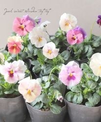 ����臘�������ꥸ�ʥ�ӥ��顡�ػ���ʼ�١�2025 No.129