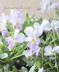 ����臘�������ꥸ�ʥ�ӥ��顡�ػ���ʼ�١�2025 No.133