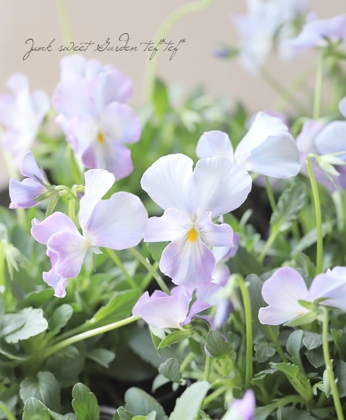 ☆育種うえたオリジナルビオラ 『試作品種』 2025 No.133 | すべての