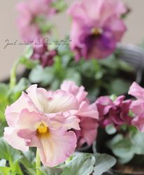 ����臘�������ꥸ�ʥ�ӥ��顡�ػ���ʼ�١�2025 No.142