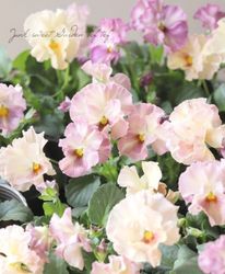 ����臘�������ꥸ�ʥ�ӥ��顡�ػ���ʼ�١�2025 No.143