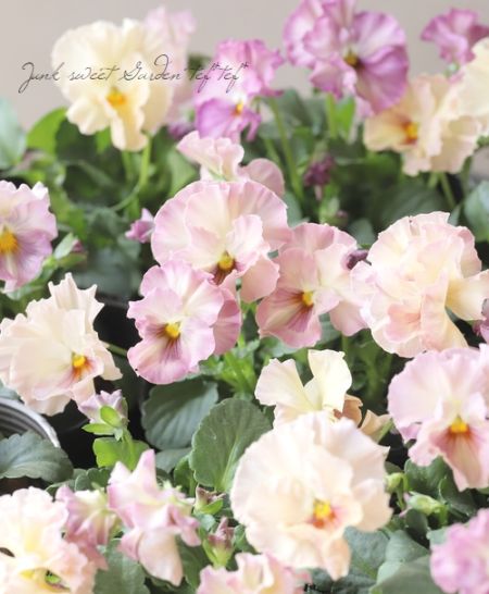 ☆育種うえたオリジナルビオラ 『試作品種』 2025 No.143 | すべての