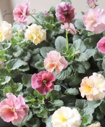 ����臘�������ꥸ�ʥ�ӥ��顡�ػ���ʼ�١�2025 No.149