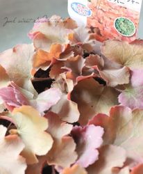 �ҥ塼���顡�إΡ����󥨥����ݡ����㡼����С���