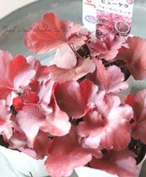 �ҥ塼���顡�إե������С���åɡ�