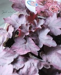 �ҥ塼���顡�إ��졼�ץ�������