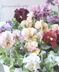 Flower Species | Junk sweet Garden tef*tef*