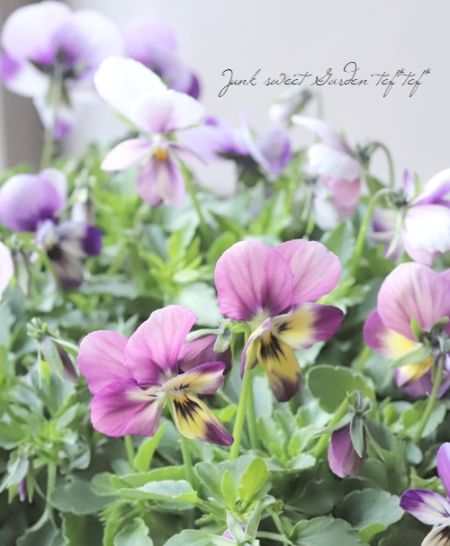 ◇花日和さんちの食べられるビオラ 『エディブルフワラー』 【B