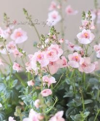 �ǥ������������إ饤�ȥԥ󥯡�