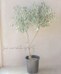 ���꡼�֡��إͥХǥ����֥�� -nevadillo blanco-�١������ɤ����ɳ������ߺϲ�souju�����Ω�ơ�