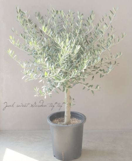 オリーブ 『ピクアル -Picual-』 樹形良し！良株！ 盆栽屋soujuさん