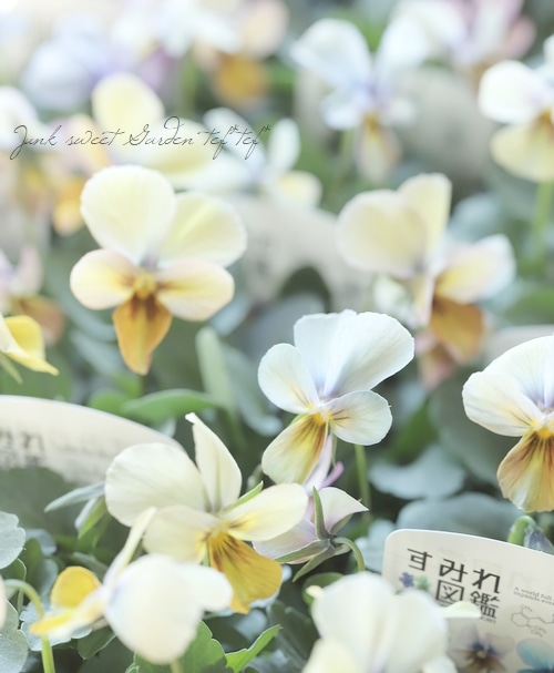 Junk sweet Garden tef*tef* |