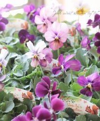 ���ӥ��顡�إѥ�ץ�� MIX��