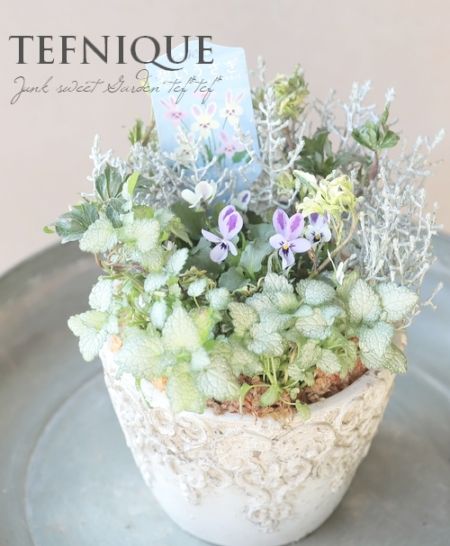 朝摘み、天然菜の花、６０サイズ２箱＋プティ粗品＋全国匿名送料無料、同梱可能です☘ TEFNIQUE-寄せ植え 2025 * no.17 * 『碧いうさぎの冬の小さな森♪』【A