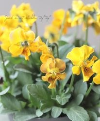 ����LUXURY SELECTION��tef*tef*���Ƴ���ȴ�ӥ��� ��C��