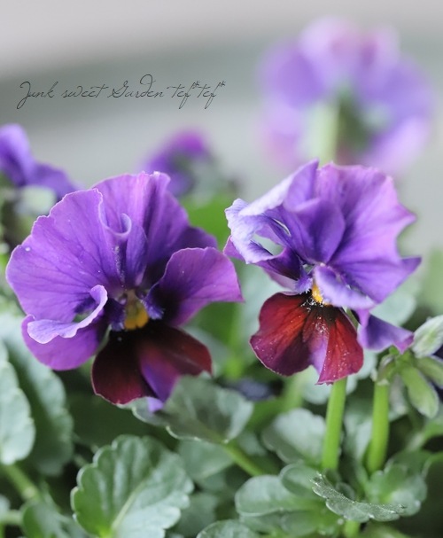 アルフレード様ご依頼品　ビオラ　パルプンテ　タグ付き　現品　匿名宅配便発送 魔女の宅急便 ジオラマボックス フラワーステンドグラス | どんぐり