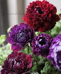 Ȭ�ź餭���ͥ�͡��ե��ͥ⥹ �إ��֥�롼�����