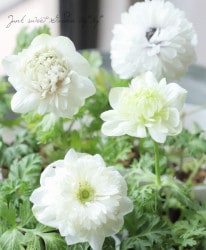 Ȭ�ź餭���ͥ�͡����ۡ��� -��ꥫ-�� �ڥۥ磻�ȡ�