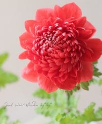 Ȭ�ź餭���ͥ�͡����ۡ��� -��ꥫ-�� �ڥ�åɡ�